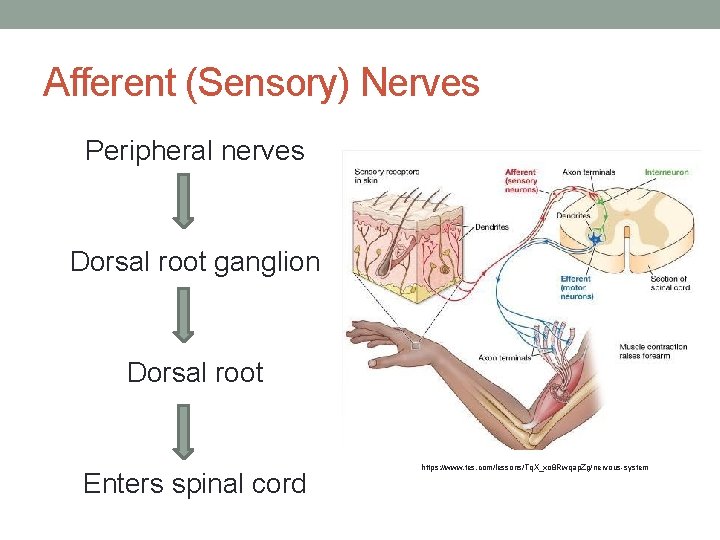 Afferent (Sensory) Nerves Peripheral nerves Dorsal root ganglion Dorsal root Enters spinal cord https: