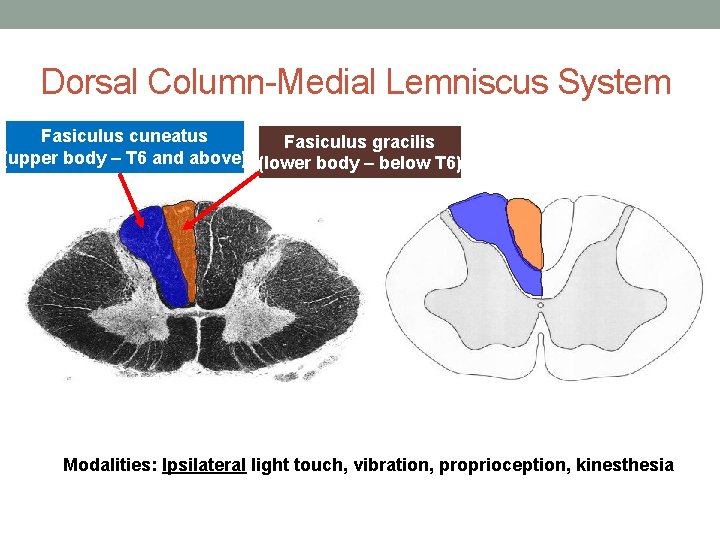 Dorsal Column-Medial Lemniscus System Fasiculus cuneatus Fasiculus gracilis (upper body – T 6 and