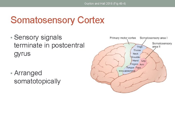 Guyton and Hall 2016 (Fig 48 -4) Somatosensory Cortex • Sensory signals terminate in