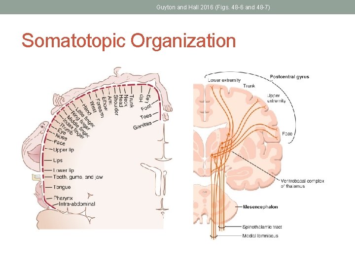 Guyton and Hall 2016 (Figs. 48 -6 and 48 -7) Somatotopic Organization 