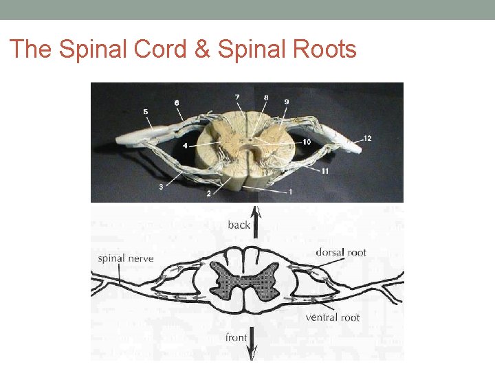 The Spinal Cord & Spinal Roots 