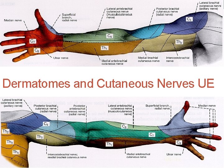 Dermatomes and Cutaneous Nerves UE 