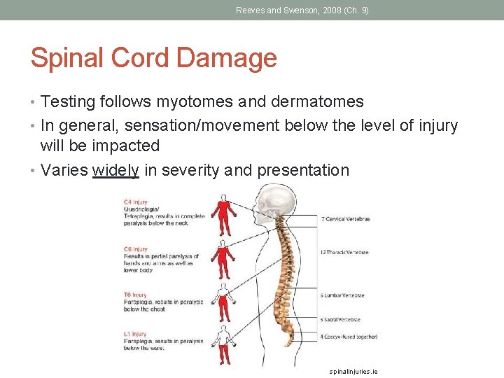 Reeves and Swenson, 2008 (Ch. 9) Spinal Cord Damage • Testing follows myotomes and