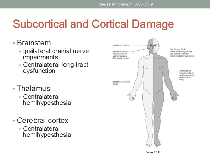 Reeves and Swenson, 2008 (Ch. 9) Subcortical and Cortical Damage • Brainstem • Ipsilateral