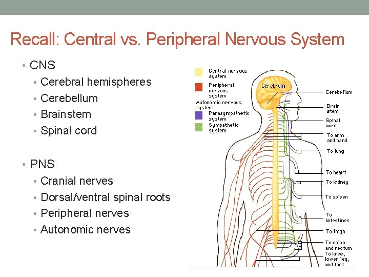 Recall: Central vs. Peripheral Nervous System • CNS • Cerebral hemispheres • Cerebellum •