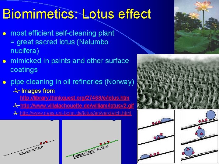 Biomimetics: Lotus effect l l l most efficient self-cleaning plant = great sacred lotus