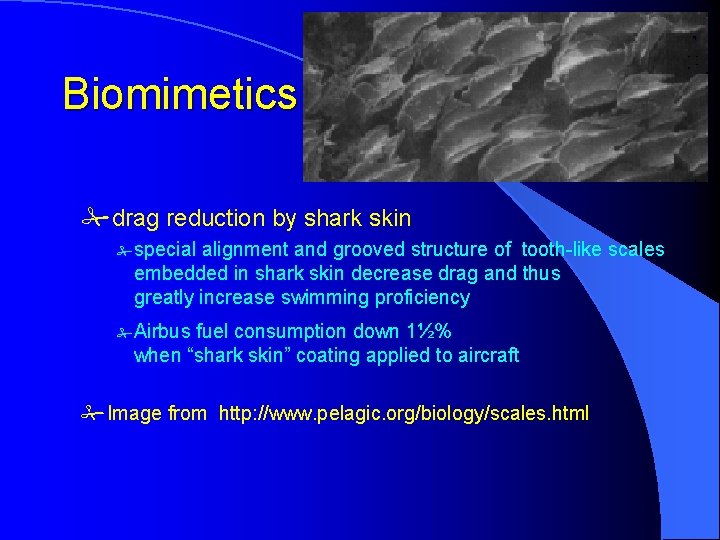 Biomimetics #drag reduction by shark skin # special alignment and grooved structure of tooth-like