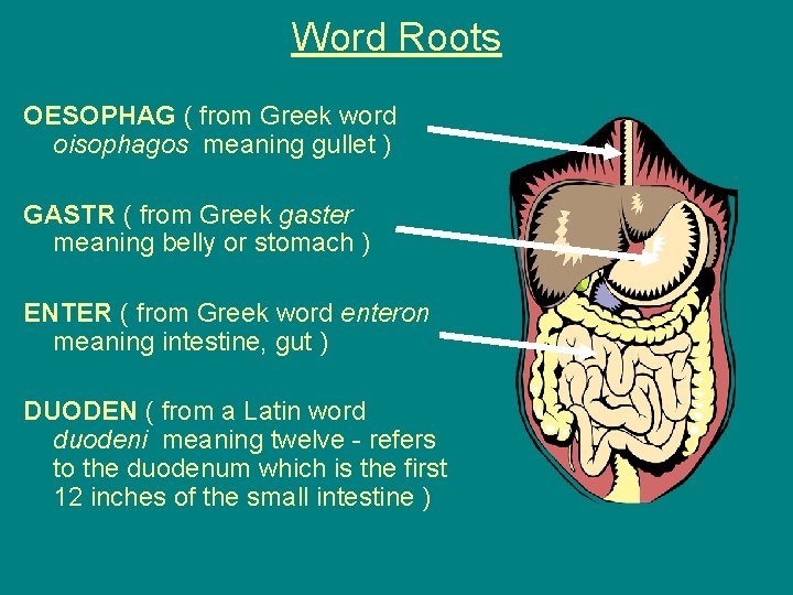 Word Roots OESOPHAG ( from Greek word oisophagos meaning gullet ) GASTR ( from