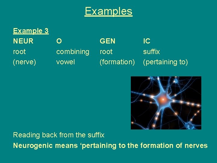 Examples Example 3 NEUR root (nerve) O combining vowel GEN root (formation) IC suffix