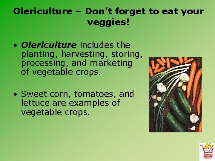 Olericulture – Don’t forget to eat your veggies! • Olericulture includes the planting, harvesting,