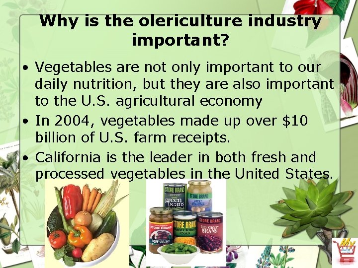 Why is the olericulture industry important? • Vegetables are not only important to our