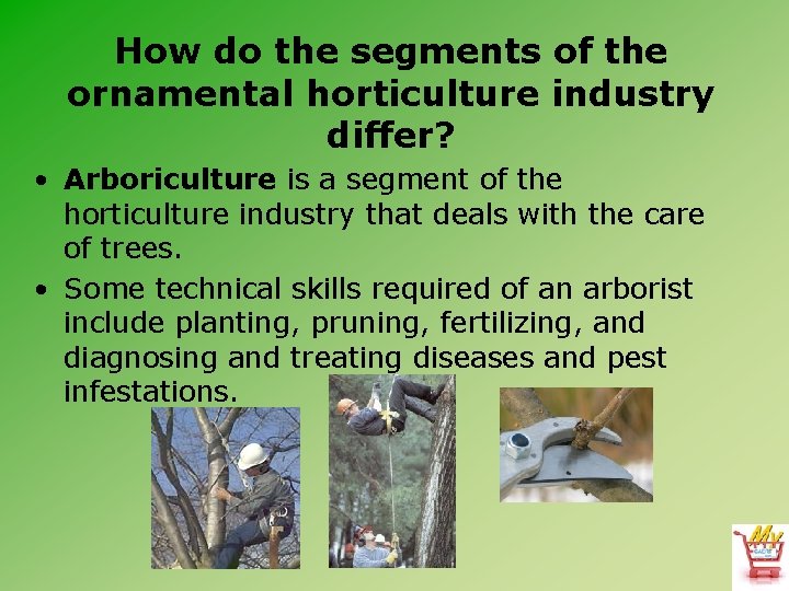 How do the segments of the ornamental horticulture industry differ? • Arboriculture is a