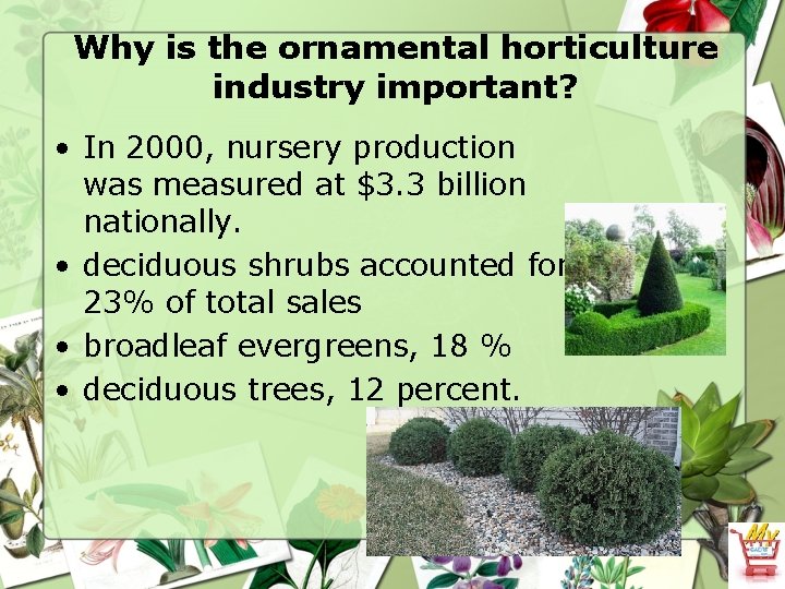 Why is the ornamental horticulture industry important? • In 2000, nursery production was measured