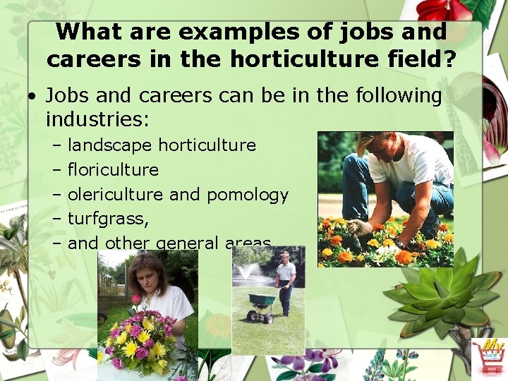 What are examples of jobs and careers in the horticulture field? • Jobs and