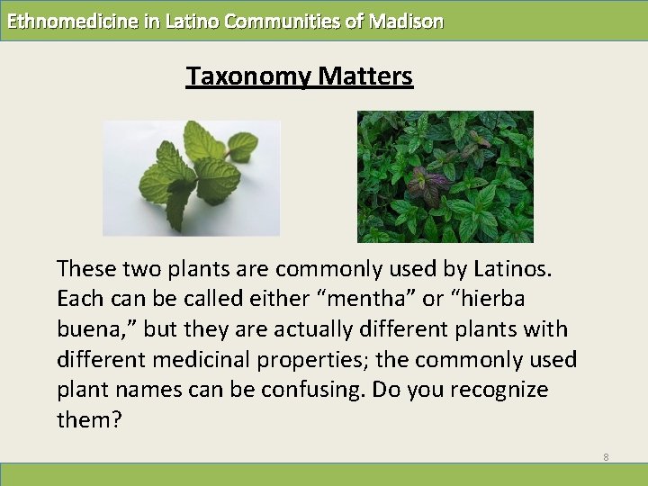 Ethnomedicine in Latino Communities of Madison Taxonomy Matters These two plants are commonly used