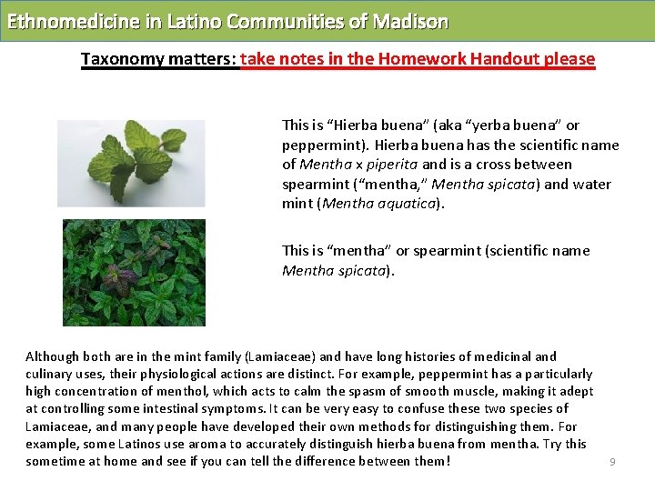 Ethnomedicine in Latino Communities of Madison Taxonomy matters: take notes in the Homework Handout