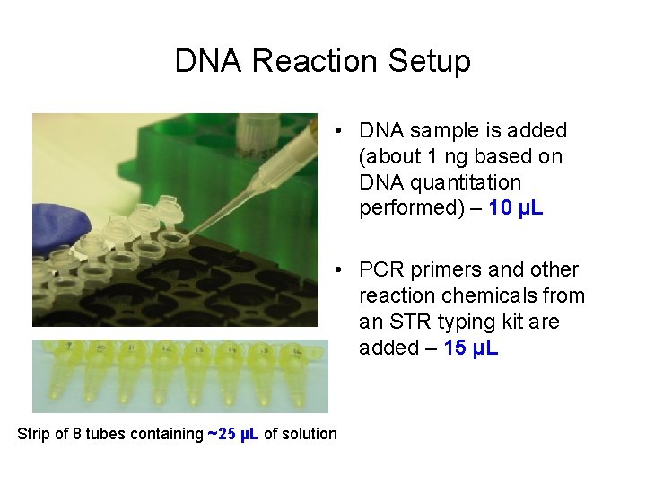 DNA Reaction Setup • DNA sample is added (about 1 ng based on DNA