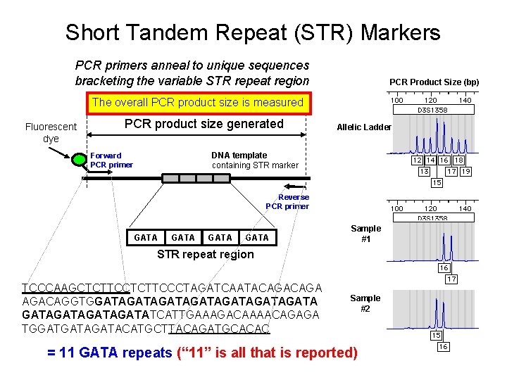 Short Tandem Repeat (STR) Markers PCR primers anneal to unique sequences bracketing the variable