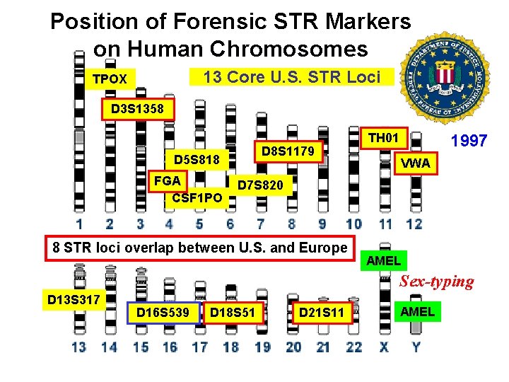 Position of Forensic STR Markers on Human Chromosomes 13 Core U. S. STR Loci