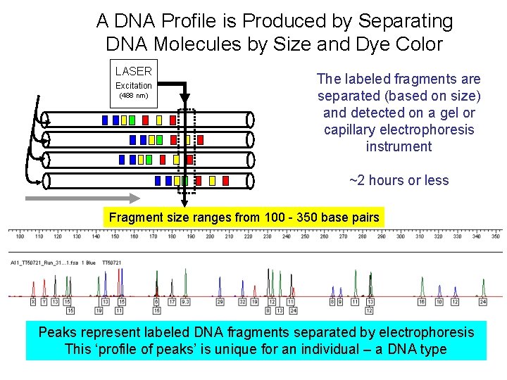 A DNA Profile is Produced by Separating DNA Molecules by Size and Dye Color
