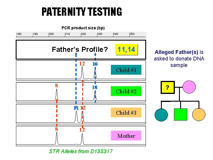 PATERNITY TESTING PCR product size (bp) 11 14 Father’s Profile? 12 8 14 14