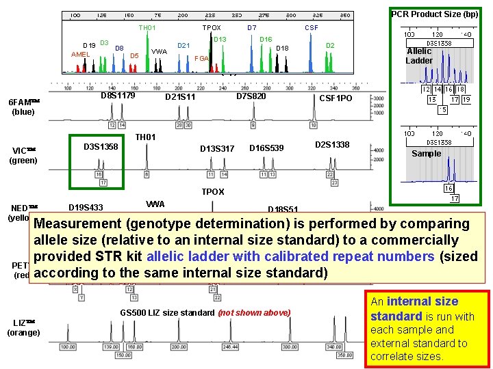 PCR Product Size (bp) TH 01 D 19 D 3 D 8 AMEL D