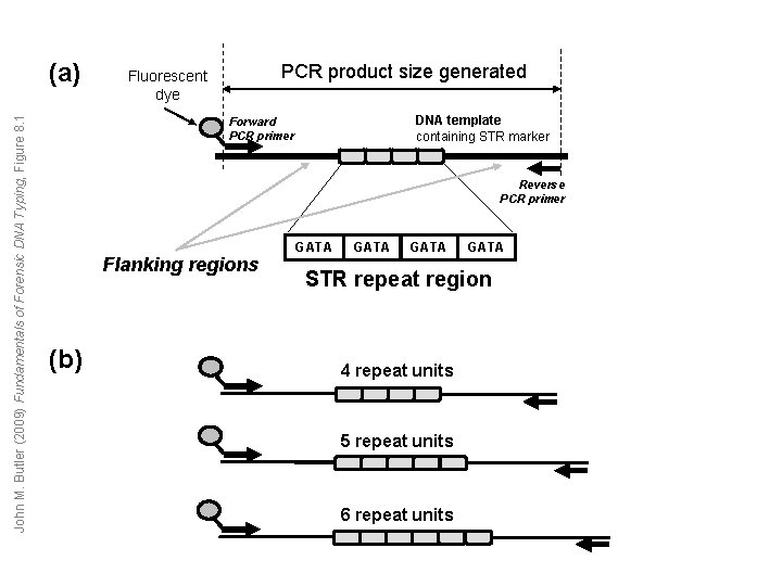 John M. Butler (2009) Fundamentals of Forensic DNA Typing, Figure 8. 1 (a) PCR