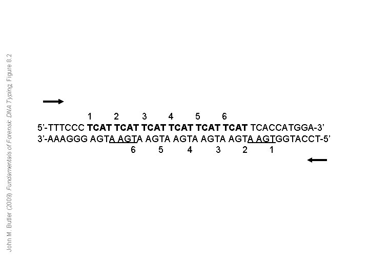 John M. Butler (2009) Fundamentals of Forensic DNA Typing, Figure 8. 2 1 2