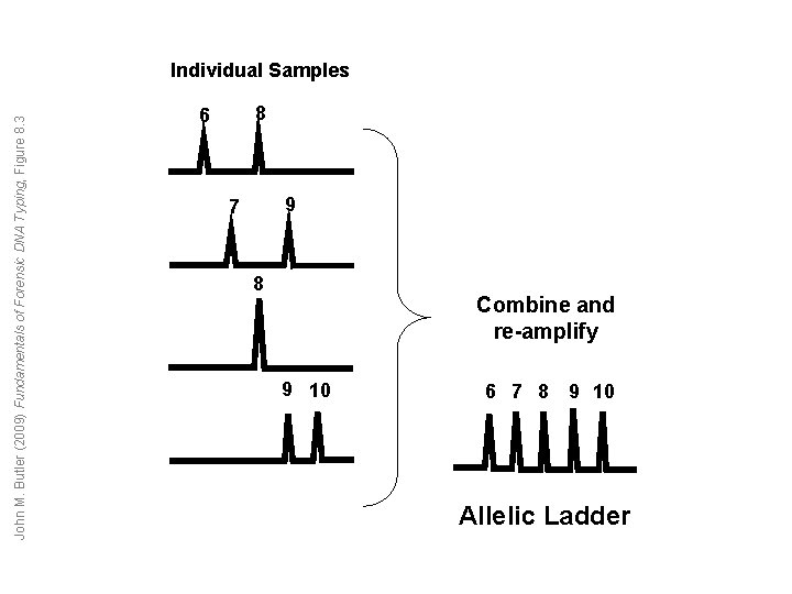 John M. Butler (2009) Fundamentals of Forensic DNA Typing, Figure 8. 3 Individual Samples