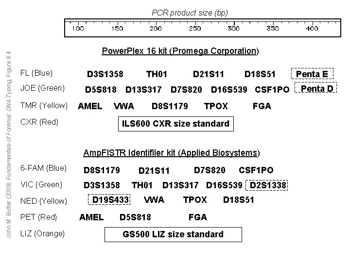 John M. Butler (2009) Fundamentals of Forensic DNA Typing, Figure 8. 4 PCR product