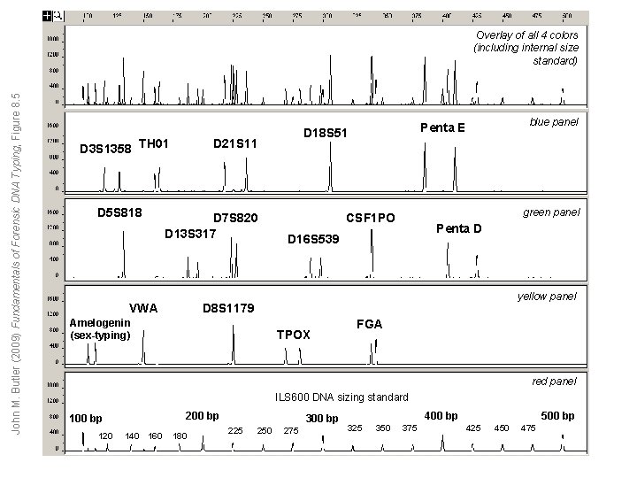 John M. Butler (2009) Fundamentals of Forensic DNA Typing, Figure 8. 5 Overlay of