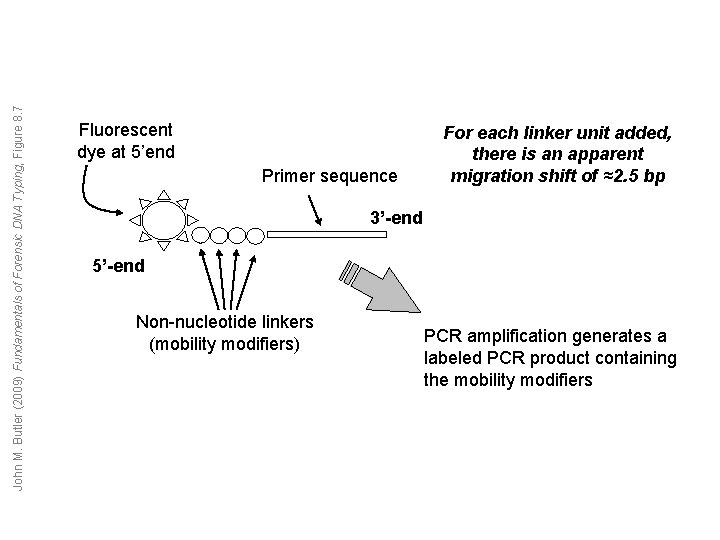 John M. Butler (2009) Fundamentals of Forensic DNA Typing, Figure 8. 7 Fluorescent dye