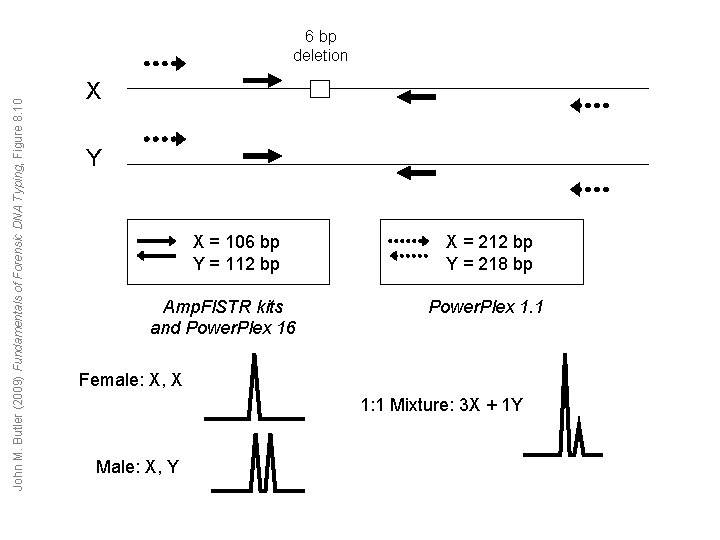 John M. Butler (2009) Fundamentals of Forensic DNA Typing, Figure 8. 10 6 bp