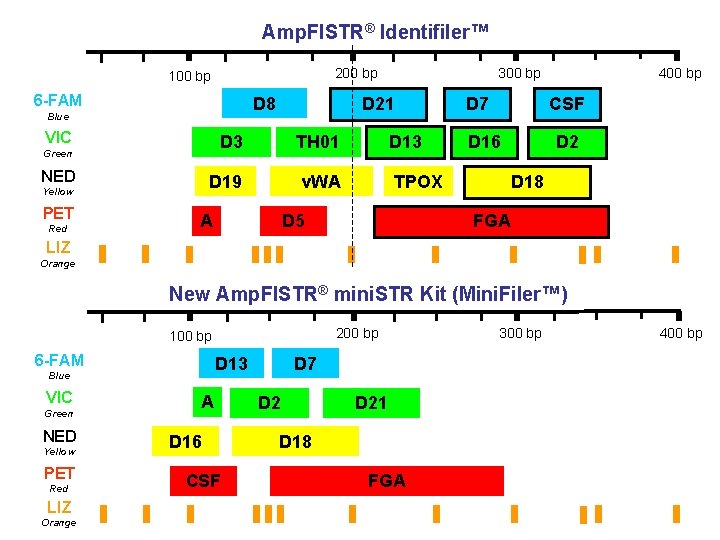 Amp. Fl. STR® Identifiler™ 200 bp 100 bp 6 -FAM D 8 Blue VIC