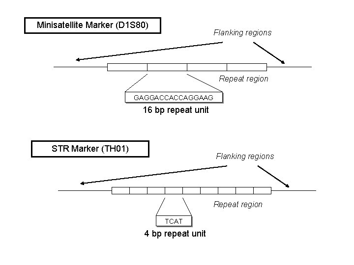 Minisatellite Marker (D 1 S 80) Flanking regions Repeat region GAGGACCACCAGGAAG 16 bp repeat