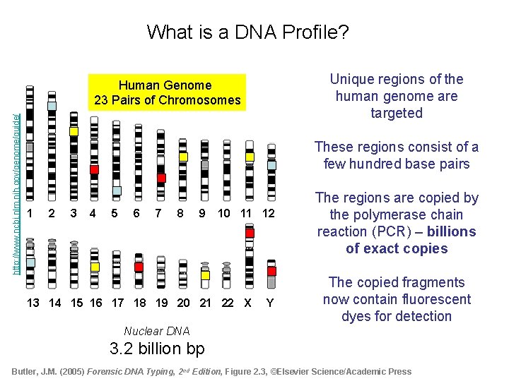 What is a DNA Profile? Unique regions of the human genome are targeted http: