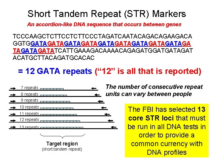 Short Tandem Repeat (STR) Markers An accordion-like DNA sequence that occurs between genes TCCCAAGCTCTTCCCTAGATCAATACAGAAGACA