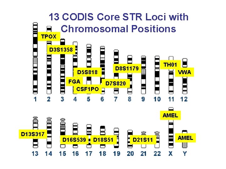 13 CODIS Core STR Loci with Chromosomal Positions TPOX D 3 S 1358 D