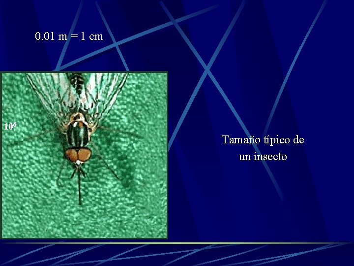 0. 01 m = 1 cm 106 Tamaño típico de un insecto 