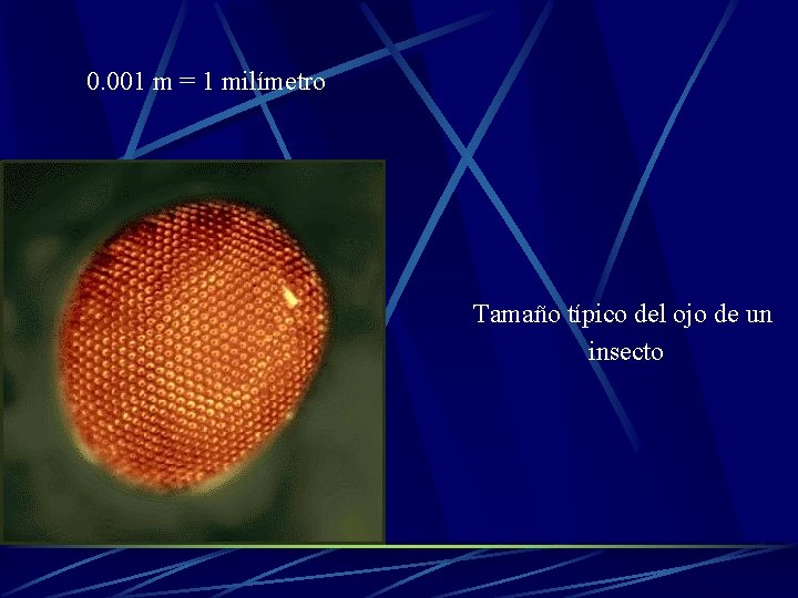 0. 001 m = 1 milímetro Tamaño típico del ojo de un insecto 