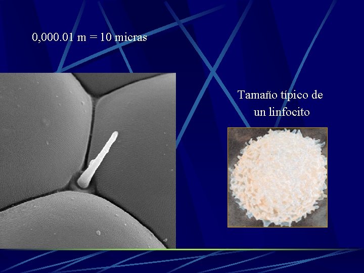0, 000. 01 m = 10 micras Tamaño típico de un linfocito 