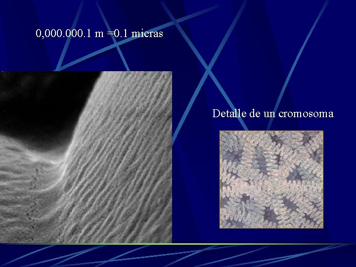 0, 000. 1 m =0. 1 micras Detalle de un cromosoma 