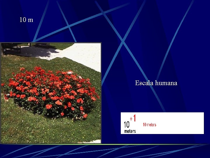 10 m Escala humana 