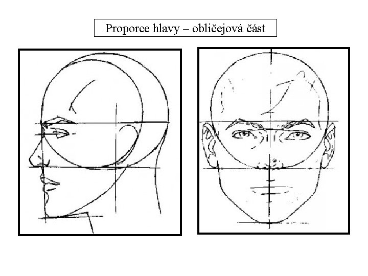 Proporce hlavy – obličejová část 
