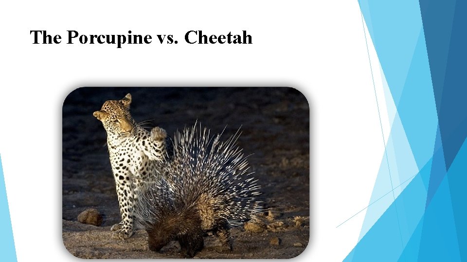 The Porcupine vs. Cheetah The Porcupine vs. Cheetah