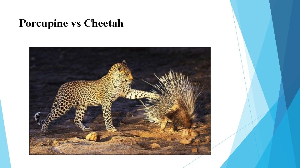 Porcupine vs Cheetah Porcupine vs Cheetah
