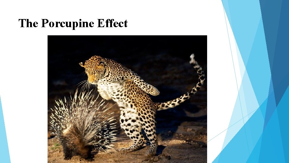 The Porcupine Effect The Porcupine Effect