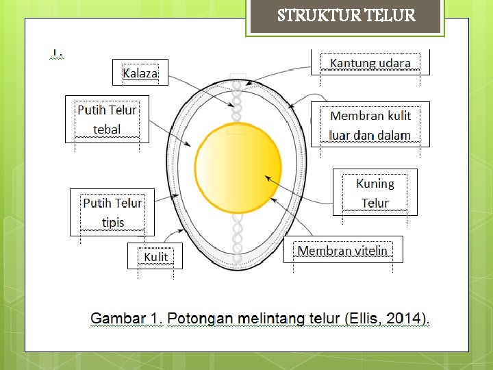 STRUKTUR TELUR 