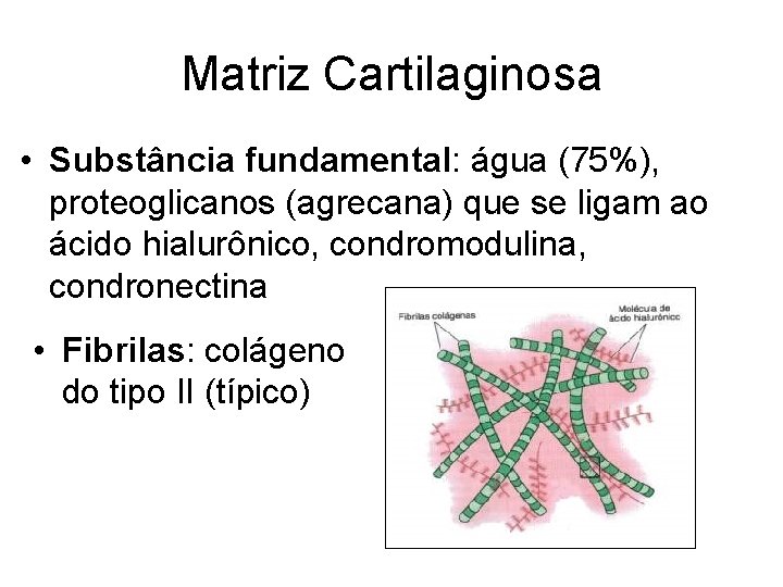 Matriz Cartilaginosa • Substância fundamental: água (75%), proteoglicanos (agrecana) que se ligam ao ácido
