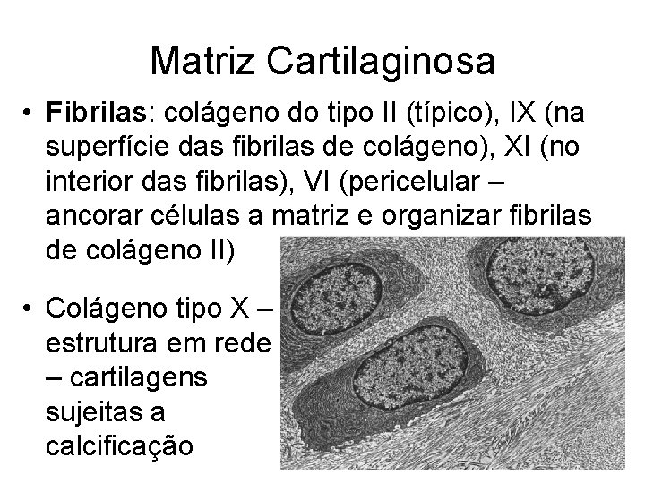 Matriz Cartilaginosa • Fibrilas: colágeno do tipo II (típico), IX (na superfície das fibrilas